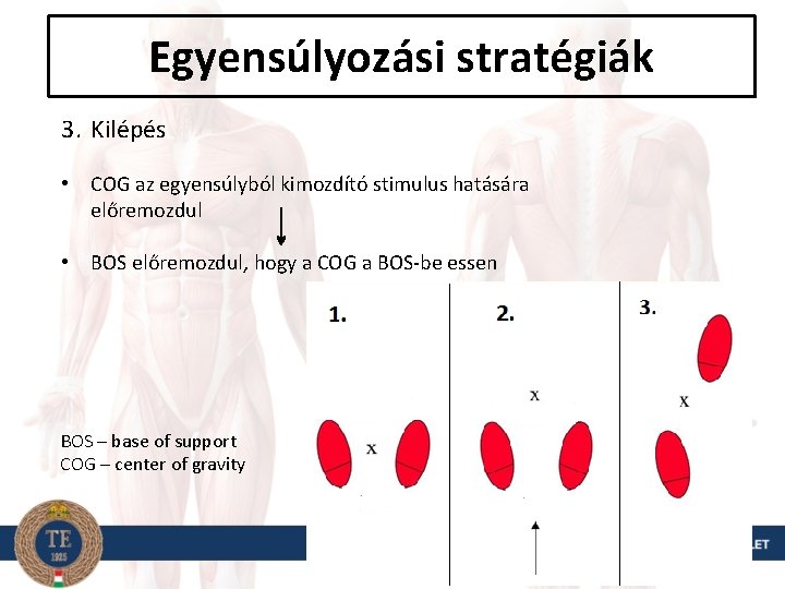 Egyensúlyozási stratégiák 3. Kilépés • COG az egyensúlyból kimozdító stimulus hatására előremozdul • BOS