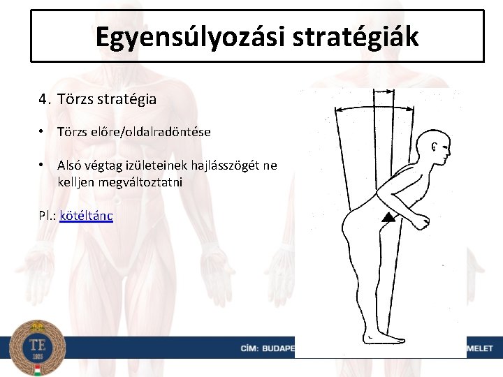 Egyensúlyozási stratégiák 4. Törzs stratégia • Törzs előre/oldalradöntése • Alsó végtag izületeinek hajlásszögét ne