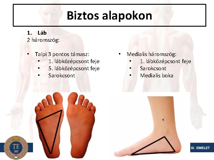 Biztos alapokon 1. Láb 2 háromszög: • Talpi 3 pontos támasz: • 1. lábközépcsont