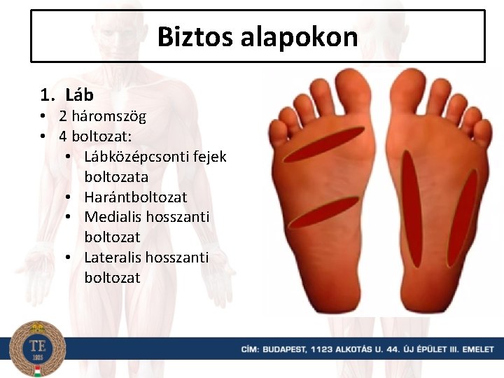 Biztos alapokon 1. Láb • 2 háromszög • 4 boltozat: • Lábközépcsonti fejek boltozata