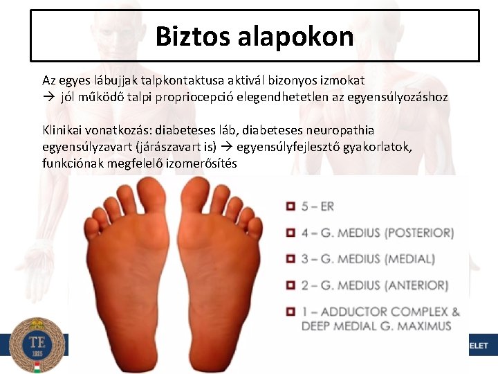 Biztos alapokon Az egyes lábujjak talpkontaktusa aktivál bizonyos izmokat jól működő talpi propriocepció elegendhetetlen