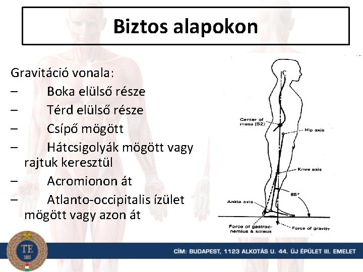 Biztos alapokon Gravitáció vonala: – Boka elülső része – Térd elülső része – Csípő