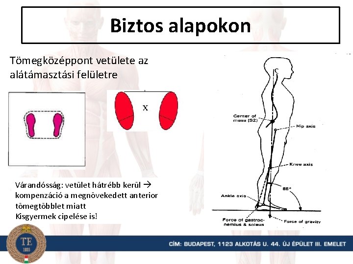 Biztos alapokon Tömegközéppont vetülete az alátámasztási felületre Várandósság: vetület hátrébb kerül kompenzáció a megnövekedett