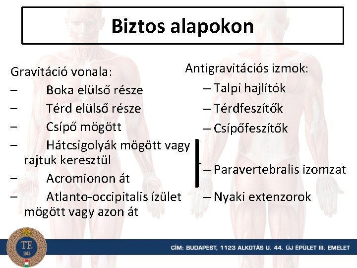 Biztos alapokon Antigravitációs izmok: Gravitáció vonala: – Talpi hajlítók – Boka elülső része –