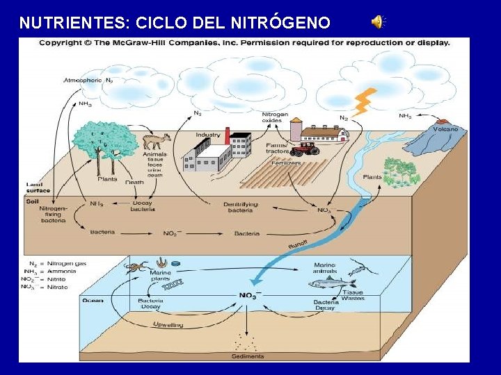 NUTRIENTES: CICLO DEL NITRÓGENO 