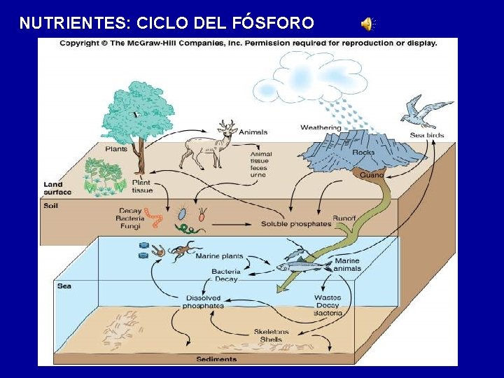 NUTRIENTES: CICLO DEL FÓSFORO 