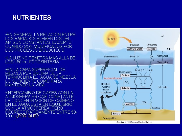 NUTRIENTES • EN GENERAL LA RELACIÓN ENTRE LOS VARIADOS ELEMENTOS DEL AM SON CONSTANTES,