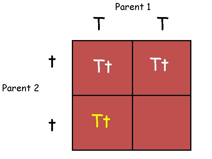 T t Tt Parent 2 Parent 1 T Tt 