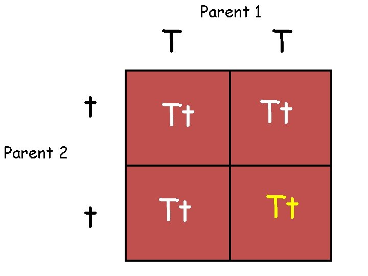 T Parent 1 T t Tt Tt Parent 2 