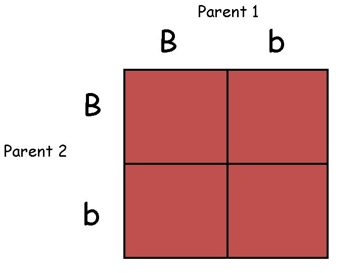 B B Parent 2 b Parent 1 b 