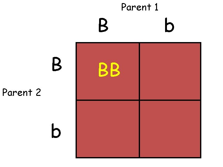 B B Parent 2 b BB Parent 1 b 