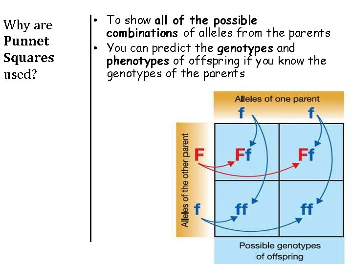 Why are Punnet Squares used? • To show all of the possible combinations of