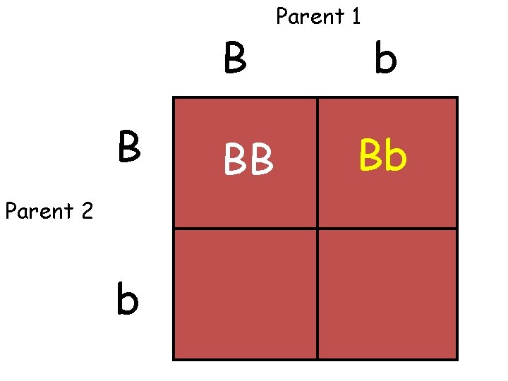 B B Parent 2 b BB Parent 1 b Bb 