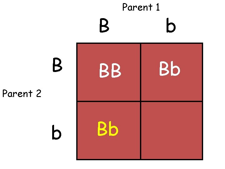 B B BB b Bb Parent 2 Parent 1 b Bb 