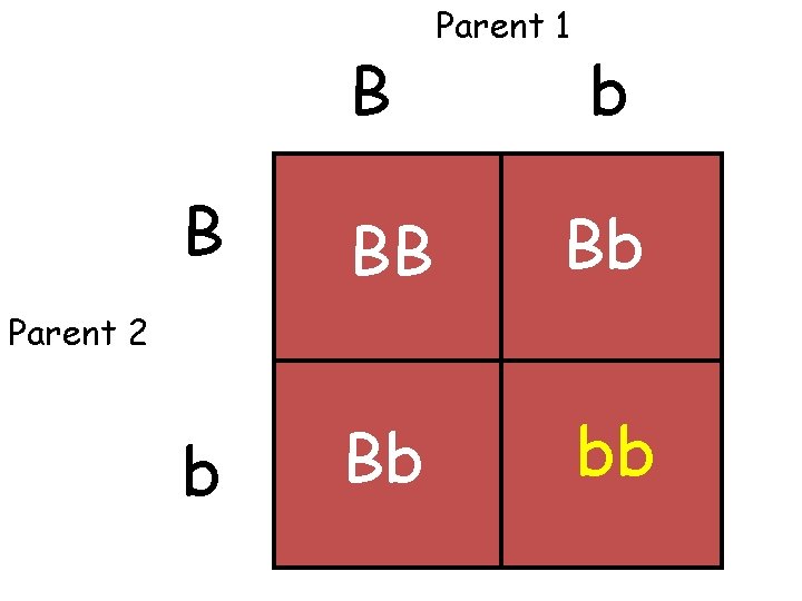 B Parent 1 b B BB Bb bb Parent 2 