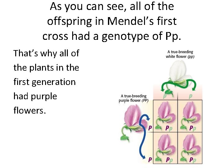 As you can see, all of the offspring in Mendel’s first cross had a