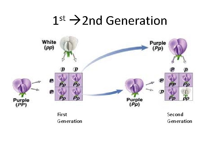 1 st 2 nd Generation First Generation Second Generation 