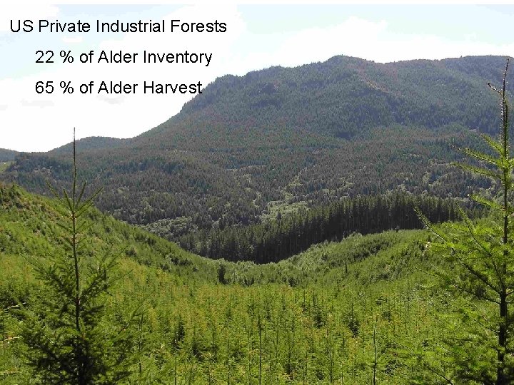 US Private Industrial Forests 22 % of Alder Inventory 65 % of Alder Harvest