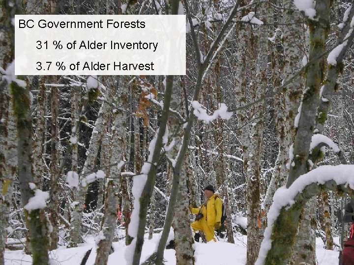 BC Government Forests 31 % of Alder Inventory 3. 7 % of Alder Harvest