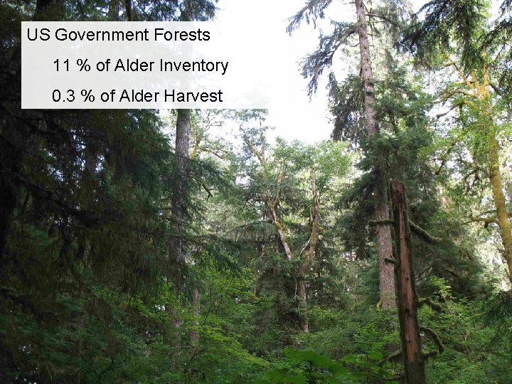 US Government Forests 11 % of Alder Inventory 0. 3 % of Alder Harvest