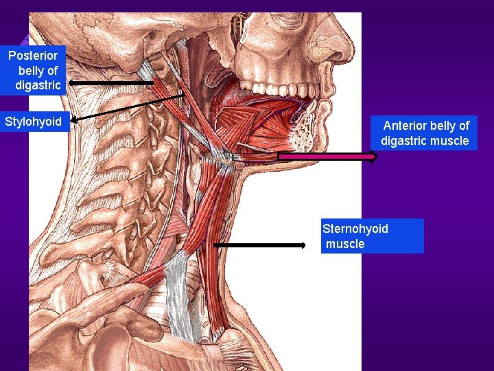 Posterior belly of digastric Stylohyoid Anterior belly of digastric muscle Sternohyoid muscle 