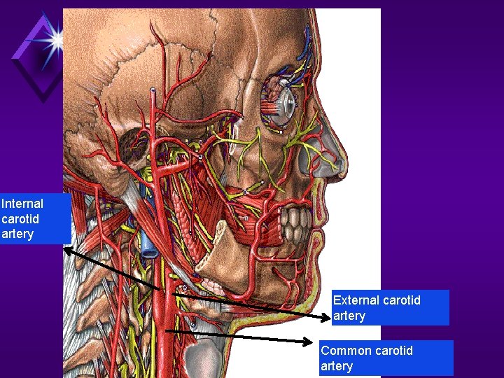Internal carotid artery External carotid artery Common carotid artery 