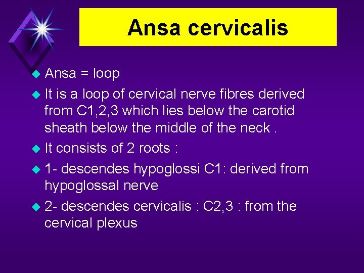 Ansa cervicalis Ansa = loop It is a loop of cervical nerve fibres derived