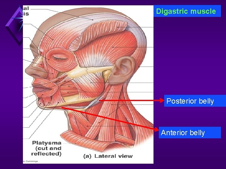 Digastric muscle Posterior belly Anterior belly 
