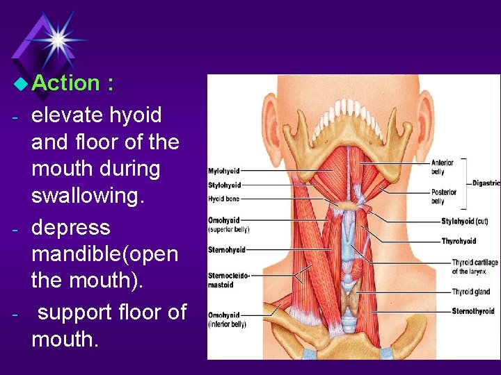  Action - - - : elevate hyoid and floor of the mouth during