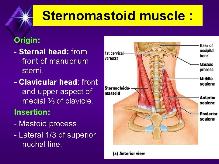 Sternomastoid muscle : Origin: - Sternal head: from front of manubrium sterni. - Clavicular