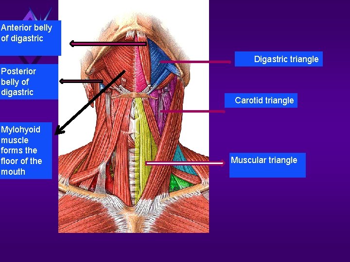 Anterior belly of digastric d Digastric triangle Posterior belly of digastric Mylohyoid muscle forms