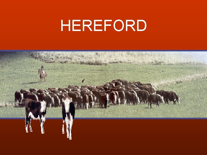 HEREFORD 