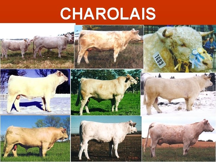 CHAROLAIS 