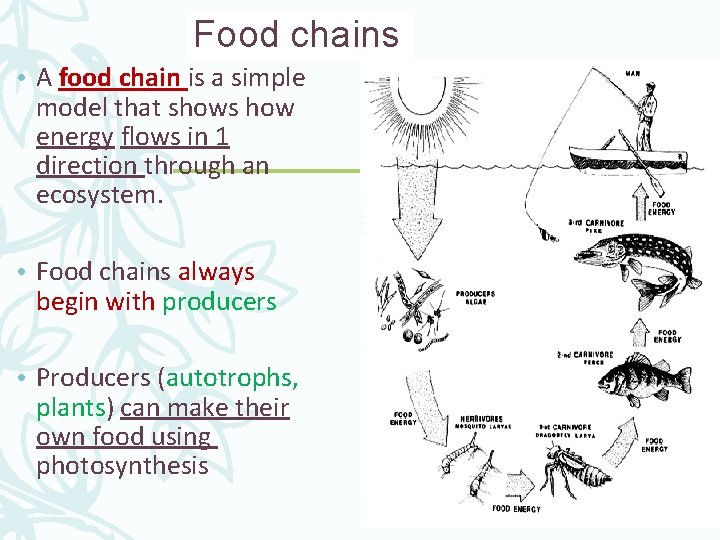 Food chains • A food chain is a simple model that shows how energy