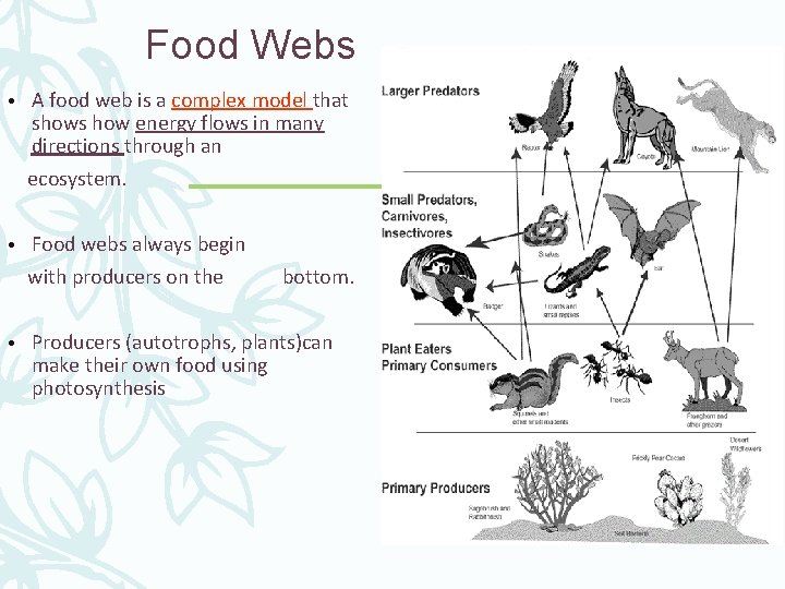 Food Webs • A food web is a complex model that shows how energy