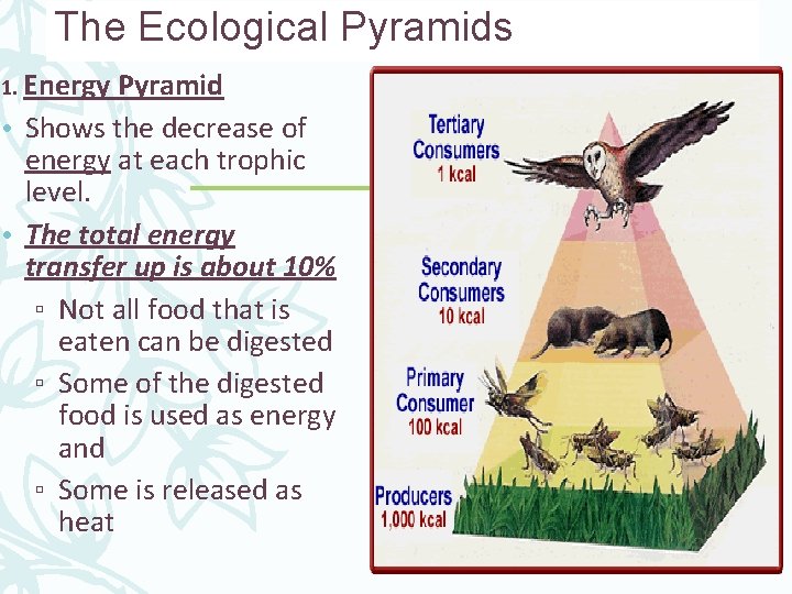 The Ecological Pyramids 1. Energy Pyramid • Shows the decrease of energy at each