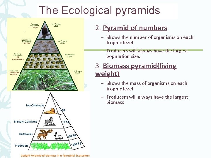 The Ecological pyramids 2. Pyramid of numbers – Shows the number of organisms on