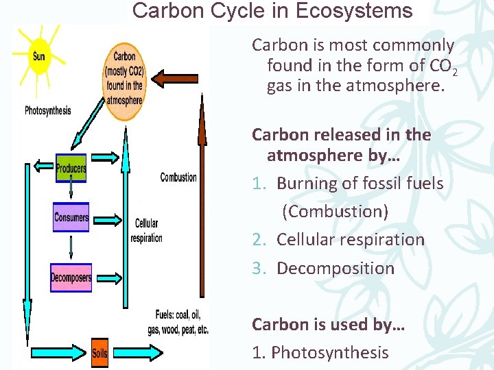 Carbon Cycle in Ecosystems Carbon is most commonly found in the form of CO