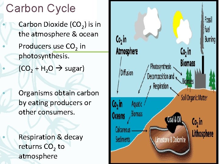 Carbon Cycle • Carbon Dioxide (CO 2) is in the atmosphere & ocean •