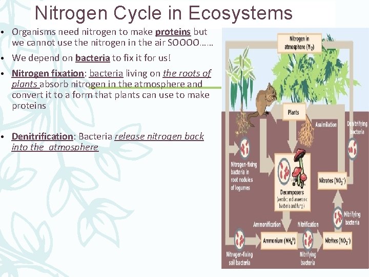 Nitrogen Cycle in Ecosystems • Organisms need nitrogen to make proteins but we cannot