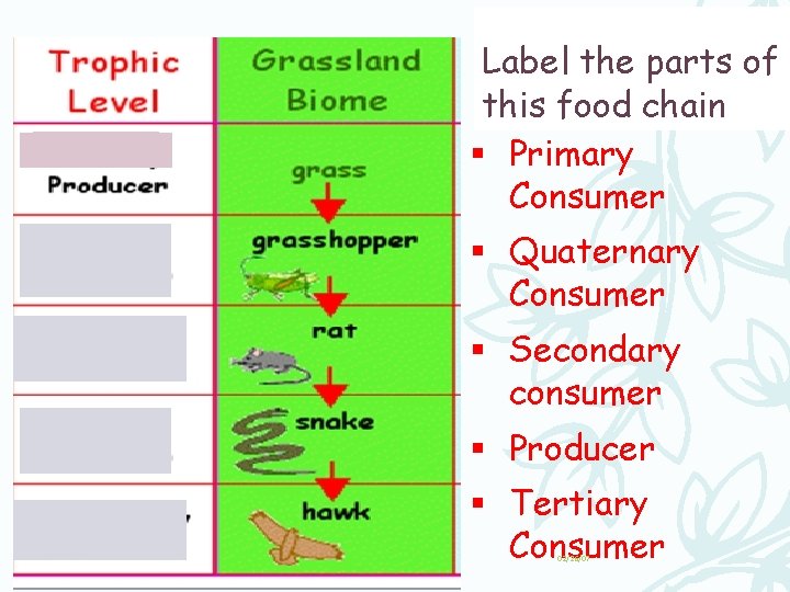 Label the parts of this food chain § Primary Consumer § Quaternary Consumer §