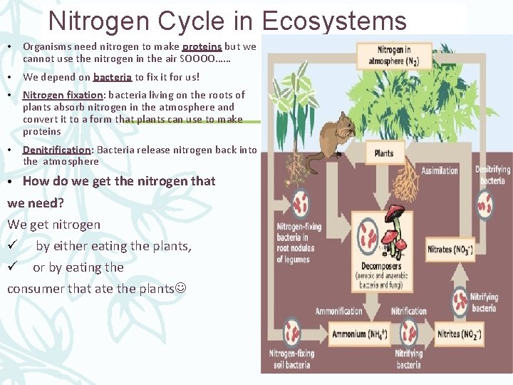 Nitrogen Cycle in Ecosystems • Organisms need nitrogen to make proteins but we cannot