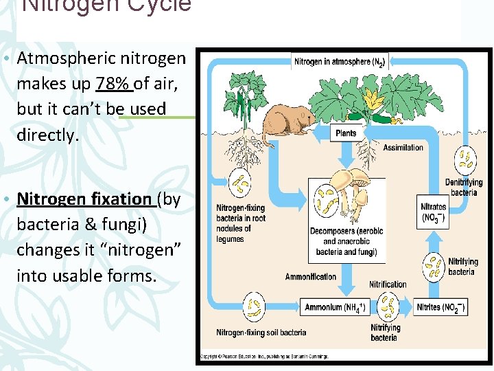 Nitrogen Cycle • Atmospheric nitrogen makes up 78% of air, but it can’t be