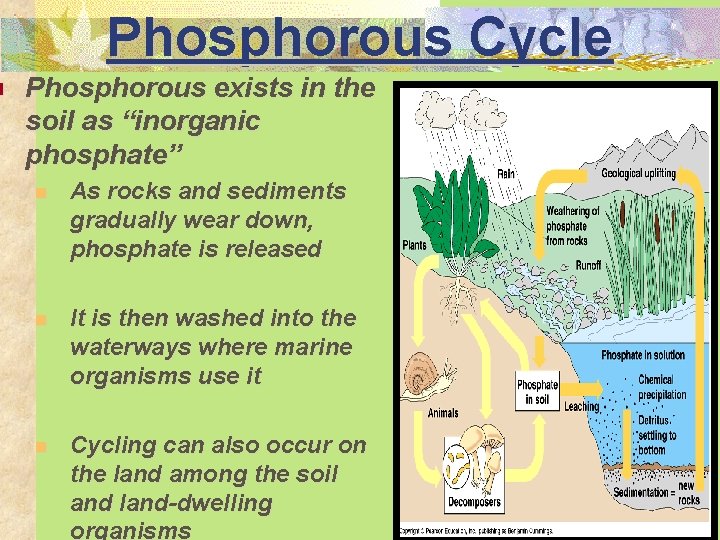 n Phosphorous Cycle Phosphorous exists in the soil as “inorganic phosphate” n As rocks