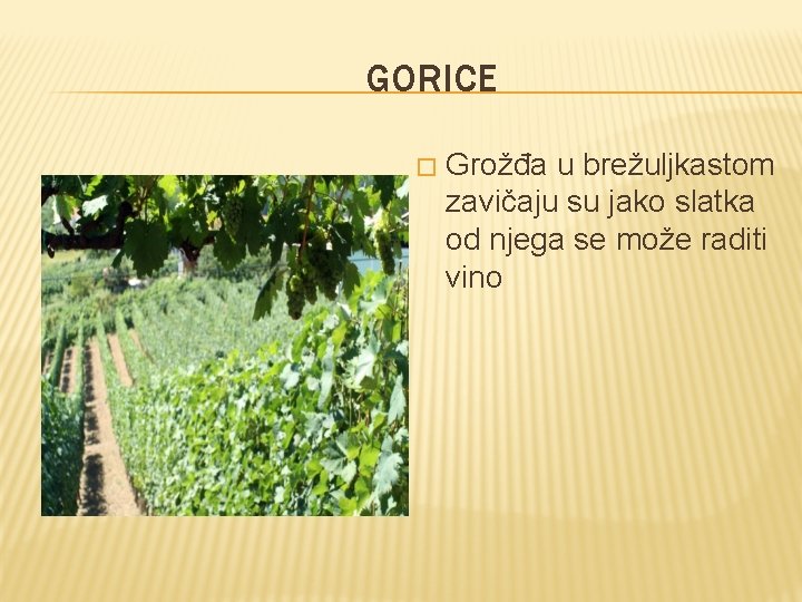 GORICE � Grožđa u brežuljkastom zavičaju su jako slatka od njega se može raditi