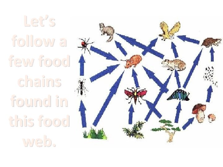 Let’s follow a few food chains found in this food web. 