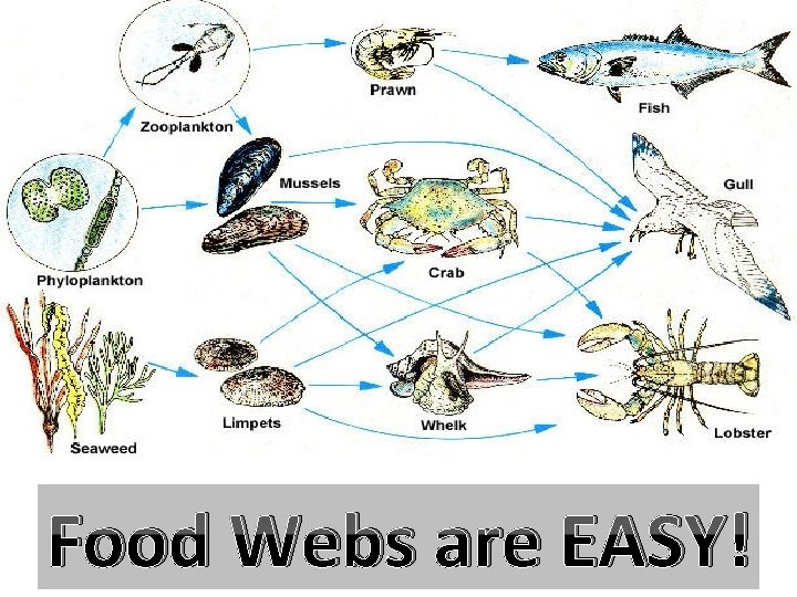 Food Webs are EASY! 