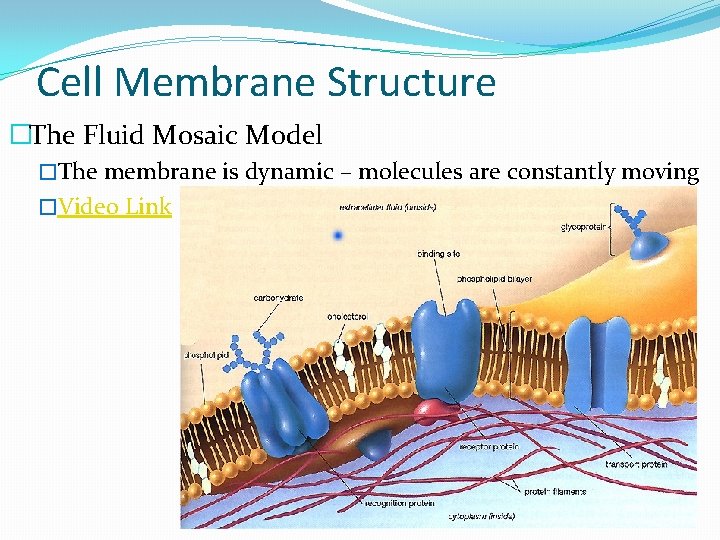 Cell Membrane Structure �The Fluid Mosaic Model �The membrane is dynamic – molecules are