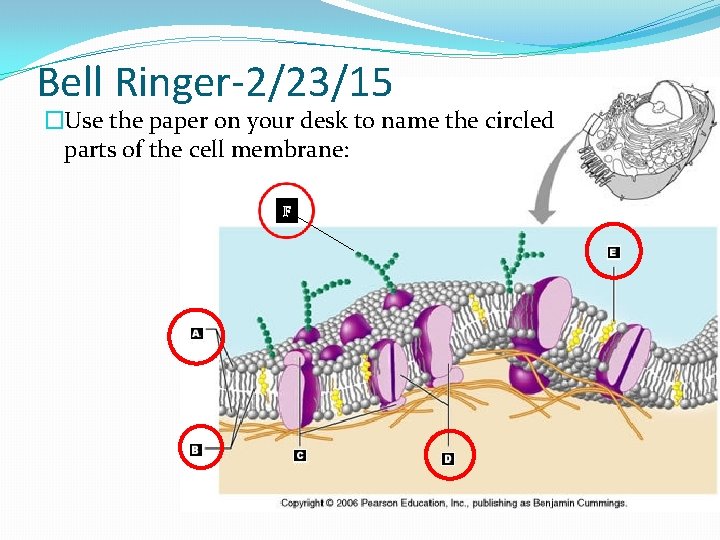 Bell Ringer-2/23/15 �Use the paper on your desk to name the circled parts of
