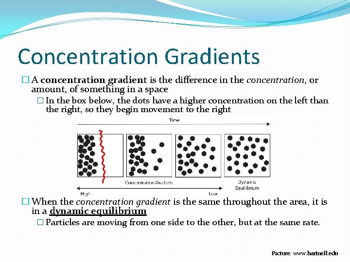 Concentration Gradients � A concentration gradient is the difference in the concentration, or amount,